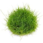Eleocharis Parvula Mini In Vitro Canlı Bitki