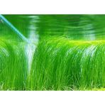 Eleocharis Vivipara Hairgrass Saksı Canlı Bitki