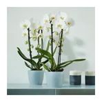Elho Brussels 13 cm Şeffaf Orkide Saksısı