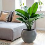 Elite Küre Saksı Modern Dekoratif Plastik Saksı 27 Litre (Içsiz) 1 Adet