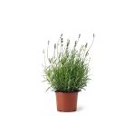 Ellagance Purple Lavanta Fidanı 2 Adet 15-25 Cm İntermedia