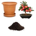 Elma Bonsai Ağacı Tohumu Ekim Seti