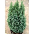 Elvoodii Çam Fidanı 30-40 Cm
