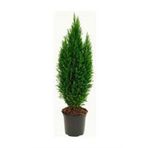 Elvoodii Çam Fidanı 30-40 Cm
