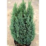 Elvoodii Elwoodii Çam Fidanı 30-40 cm