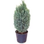 Elvudi Elwoodi Çam Fidanı 40-60 Cm