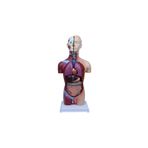 EMİN İÇ ORGANLAR VÜCUT ANATOMİSİ