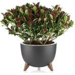 EminHome Alya Plastik Ufo Ayaklı Saksı Orta Boy 25X18.5 cm 5 Lt