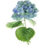 Ena Butik 60x75 cm Güzel Ortanca 4 Sayılarla Boyama Seti Rulo Duvar Sticker