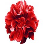 Ena Butik 70x90 cm Sade Çiçekler 2 Sayılarla Boyama Seti Rulo Duvar Sticker