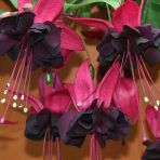 Ender Fuchusia Blacky Siyah Küpe Çiçeği Fidesi (1 Fide)