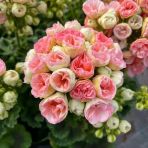 Ender Rosebud Astrit Gül Sardunya Çiçeği Fidesi 1 Fide