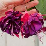 Ender Xxl Çiçekli Marbeller Magenta Purple Rain Küpe Çiçeği Fidesi (1 Fide)