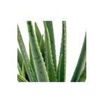 EnviPet Aloe Vera Bitkisi 15-20 cm 1-2 Yaş (Dekoratif Plastik Saksıda)
