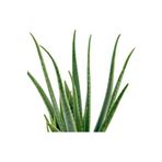 EnviPet Aloe Vera Bitkisi 15-20 cm 1-2 Yaş (Torbada)