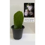 Epiphyllum Oxpetalum Bir Gecelik Gelin Beyaz Atlas 8Cm Saksılı