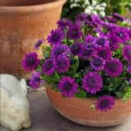 Erato Double Purple Katmerli Bodrum Papatyası Çiçeği Fidesi (1 Fide)