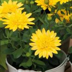 Erato Double Yellow Sarı Katmerli Bodrum Papatyası Çiçeği Fidesi (1 Adet)