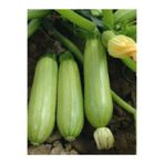 Erdem Garden Çok Verimli Hibrit Dolma Kabağı Sebze Tohumu 10 Ad. Tohum