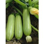 Erdem Garden Çok Verimli Hibrit Dolma Kabağı Tohumu 10 Ad. Tohum