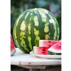 Erdem Garden Doğal Diyarbakır Karpuzu C.Sweet Tipi 100 Ad. Tohum