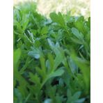 Erdem Garden Doğal Yeşillik Kıl Tere 1000 Ad. Tohum