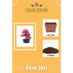 Erguvan Bonsai Ağacı Tohumu Bonsai Ağacı Tohumu Ekim Seti