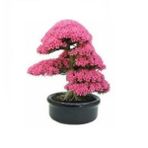 Erguvan Bonzai Ağacı Tohumu 5 Tohum + Süpriz Hediye Bonsai Tohumu