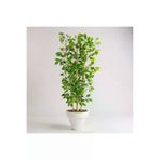 ERHAN FLOWERS bambu.ben.140.1 Yapay Benjamin Ağacı 140Cm Bambu 3 Gövdeli