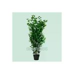 ERHAN FLOWERS BENJAMİN 160 CM PLASTİK SAKSI bmb.plst.160
