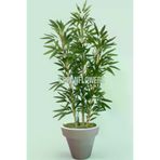 ERHAN FLOWERS ÇİÇEK & DEKORASYON 150 Cm Islak Doku Bambu Ağaç Beyaz Plastik Saksıda erh.10009