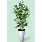 ERHAN FLOWERS ÇİÇEK & DEKORASYON 150 Cm Islak Doku Bambu Ağaç Kumsal Vazo Saksıda erh.10011