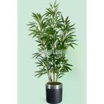 ERHAN FLOWERS ÇİÇEK & DEKORASYON 150 Cm Islak Doku Bambu Ağaç Siyah Gümüş Saksıda erh.10013