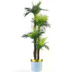 ERHAN FLOWERS ÇİÇEK & DEKORASYON 2 Gövdeli 36 Yaprak Areka Lifli Beyaz Gold Saksı ypy.agç.00260