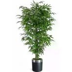 ERHAN FLOWERS ÇİÇEK & DEKORASYON 3 Gövdeli Bambu Ağaç Yapay Islak Doku Siyah Plastık Saksı 180 Cm ypy.agç.00138