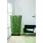 ERHAN FLOWERS ÇİÇEK & DEKORASYON Bambu Speratör 100 Cm Saksıda 20 Li BMB.MİX.100.200