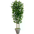 ERHAN FLOWERS ÇİÇEK & DEKORASYON svm.1561 120 Cm Benjamin 5 Çubuklu Beyaz Plastik Saksı