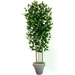 ERHAN FLOWERS ÇİÇEK & DEKORASYON svm.1563 140 Cm Benjamin 5 Çubuklu Beyaz Plastik Saksı