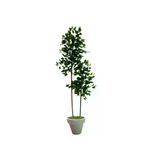 ERHAN FLOWERS ÇİÇEK & DEKORASYON svm.1572 120 Cm Benjamin 2 Çubuklu Beyaz Plastik Saksı