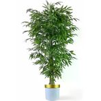 ERHAN FLOWERS ÇİÇEK & DEKORASYON Tek Gövdeli Bambu Ağaç Yapay Islak Doku Beyaz Gold Saksı ypy.agç.00140