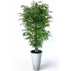 ERHAN FLOWERS ÇİÇEK & DEKORASYON Tek Gövdeli Bambu Ağaç Yapay Islak Doku Kumsal Saksı ypy.agç.00142