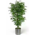 ERHAN FLOWERS ÇİÇEK & DEKORASYON Tek Gövdeli Bambu Ağaç Yapay Islak Doku Metal Saksı ypy.agç.00141