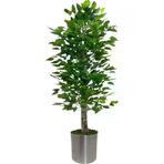 ERHAN FLOWERS ÇİÇEK & DEKORASYON Yapay 150Cm Benjamın Yogun Yaprak Metal Saksı ypy.agç.00173