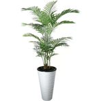 ERHAN FLOWERS ÇİÇEK & DEKORASYON Yapay Ağaç Areka 150Cm Kumsal Plastık Saksı ypy.agç.00033