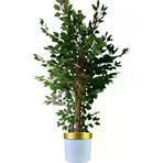 ERHAN FLOWERS ÇİÇEK & DEKORASYON Yapay Ağaç Benjamin Islak Doku 180 Cm Beyaz Gold Saksı ypy.agç.00097