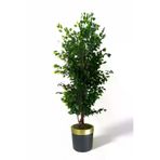 ERHAN FLOWERS ÇİÇEK & DEKORASYON Yapay Ağaç Benjamin Islak Doku 180 Cm Siyah Gold Saksı ypy.agç.00096