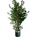 ERHAN FLOWERS ÇİÇEK & DEKORASYON Yapay Ağaç Benjamin Islak Doku 180 Cm Siyah Gümüş Saksı ypy.agç.00095