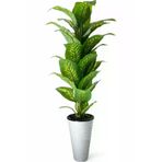ERHAN FLOWERS ÇİÇEK & DEKORASYON Yapay Ağaç Difenbahya 170 Cm Kumsal Plastık Saksı ypy.agç.00023