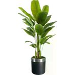 ERHAN FLOWERS ÇİÇEK & DEKORASYON Yapay Areka 3 Gövdeli 180 Cm Siyah Gümüş Saksı ypy.agç.00074