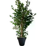 ERHAN FLOWERS ÇİÇEK & DEKORASYON Yapay Benjamin Agacı 3 Gövdeli 180 Cm Beyaz Plastık Saksı ypy.agç.00235